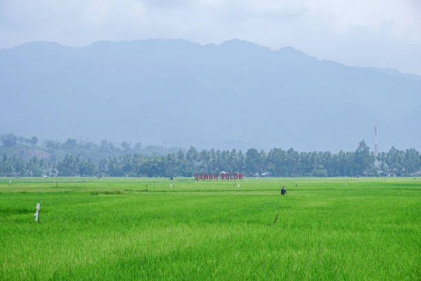 istock Solok rice field landscape, West Sumatera, Indonesia. 2192035714