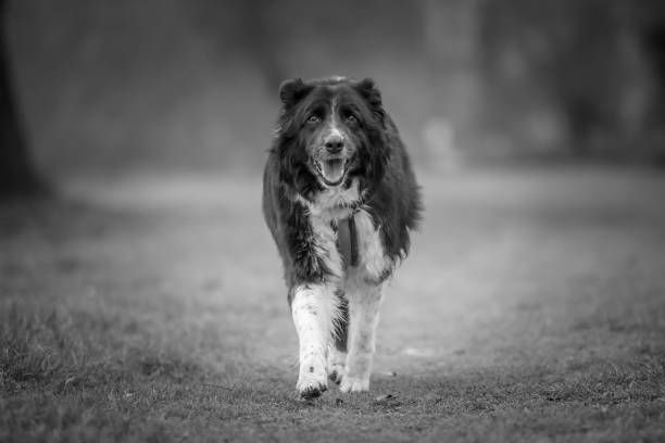 istock Border Collie dog running towards camera 2192036202