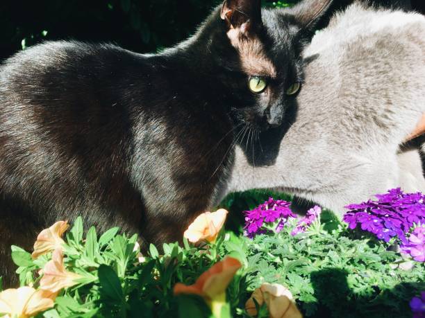 istock Black cat and grey russian blue friends outside 2192036299