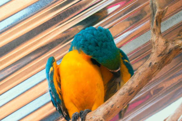 Close up of a blue and gold macaw