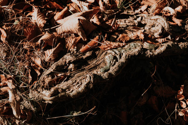 istock orange leaves on the ground 2192036877