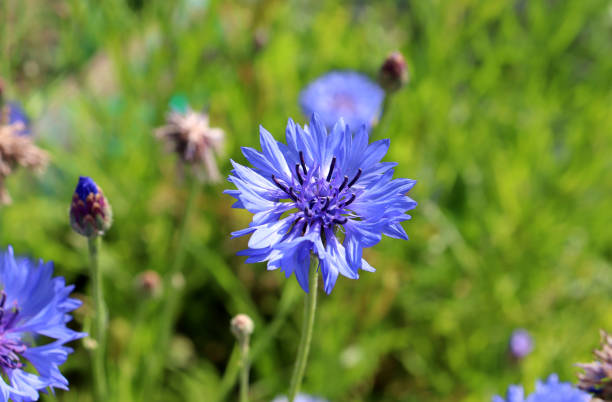 istock One blue cornflower and bud in a meadow on a sunny day 2192036887