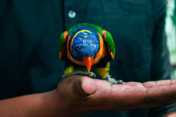 Closeup of a man feeding rainbow lorikeet birds.