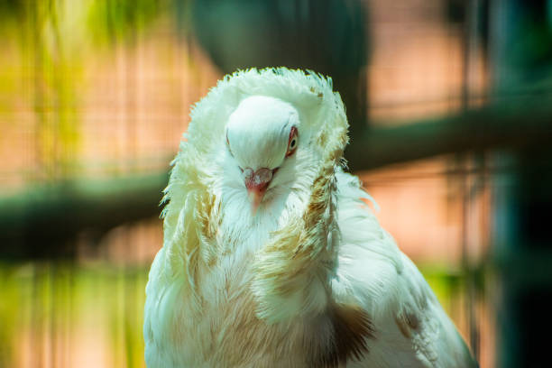 A tranquil scene featuring a pristine white dove serenely perched. Its glowing white feathers contrast with its rocky perch as the sun's radiant beams pierce the pastel sky, evoking peace and beauty.