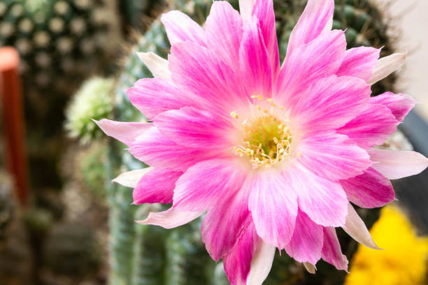Flowers of Miniature succulent plant