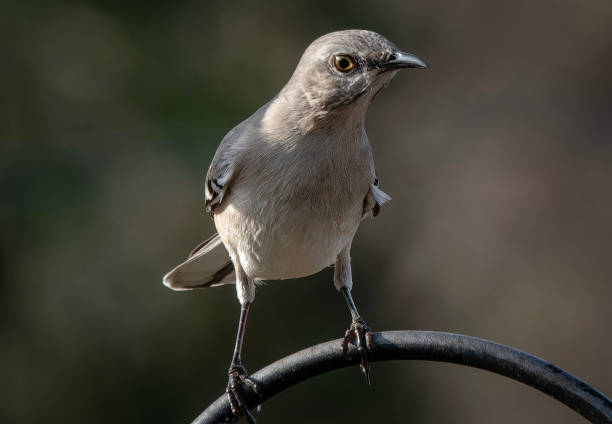 istock A Northern Mockingbird on a high perch 2192038184