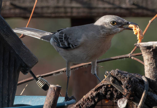 istock A Northern Mockingbird on a high perch 2192038190