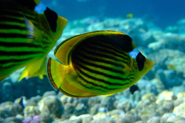 Striped butterflyfish or diagonal butterflyfish (Chaetodon fasciatus) undersea, Red Sea, Egypt, Sharm El Sheikh, Montazah Bay