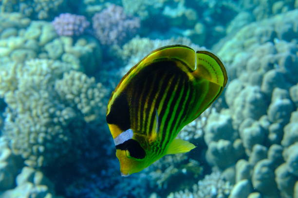 istock Striped butterflyfish or diagonal butterflyfish (Chaetodon fasciatus) undersea 2192038801