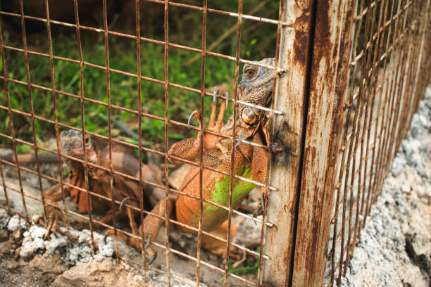 istock Close-up of an iguana gripping a rusted metal cage with its sharp claws.. 2192038820
