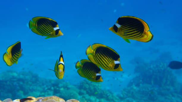 istock Striped butterflyfish or diagonal butterflyfish (Chaetodon fasciatus) undersea 2192038826