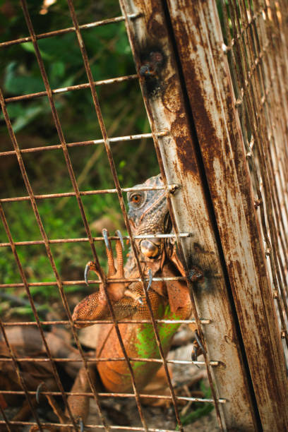 istock Close-up of an iguana gripping a rusted metal cage with its sharp claws.. 2192038855