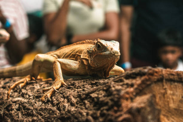 istock Closeup of an Iguana on a tree trunk spotted during an interaction session. 2192038895
