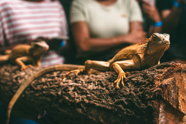 istock Closeup of an Iguana on a tree trunk spotted during an interaction session. 2192038898