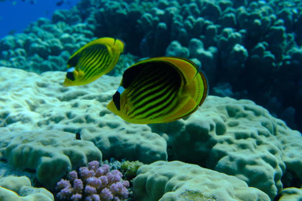 Striped butterflyfish or diagonal butterflyfish (Chaetodon fasciatus) undersea, Red Sea, Egypt, Sharm El Sheikh, Montazah Bay