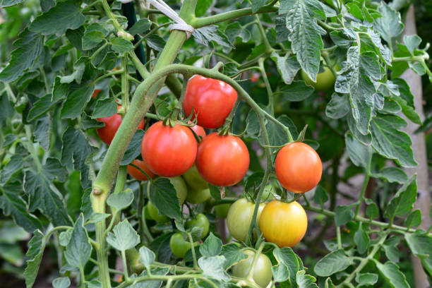 istock a cluster of tomatoes is growing on the plant 2192039755