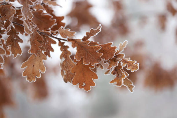 Brown leaves in winter close up