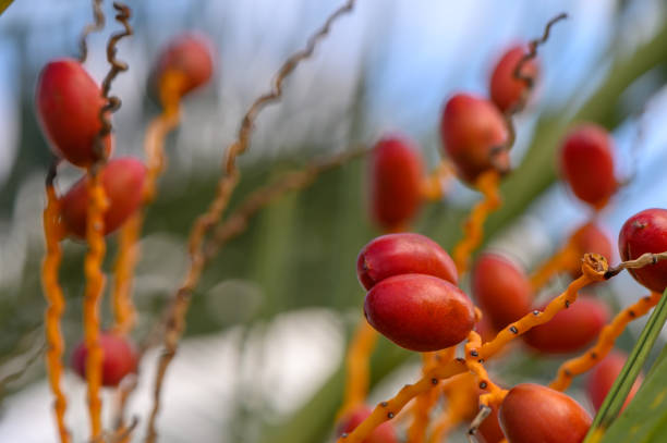 Bright red fruits are nestled among twisted branches, illuminated by sunlight in a lush garden environment.