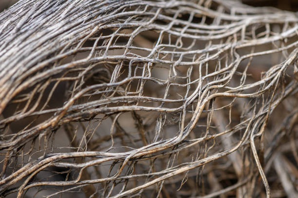 Delicate roots intertwine, revealing nature's artistry in an unspoiled setting, capturing organic beauty.