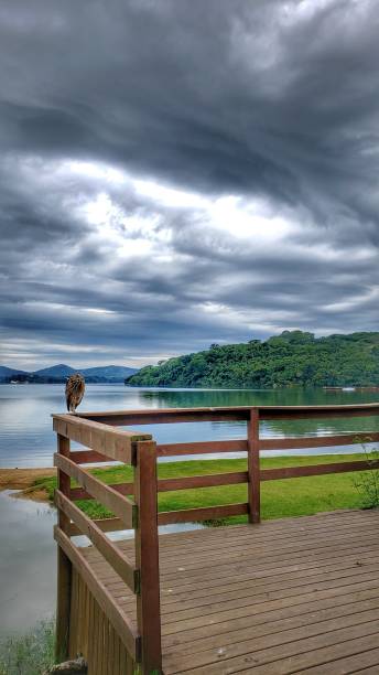 istock bird on the edge of a lake with a cloudy sky 2192042869