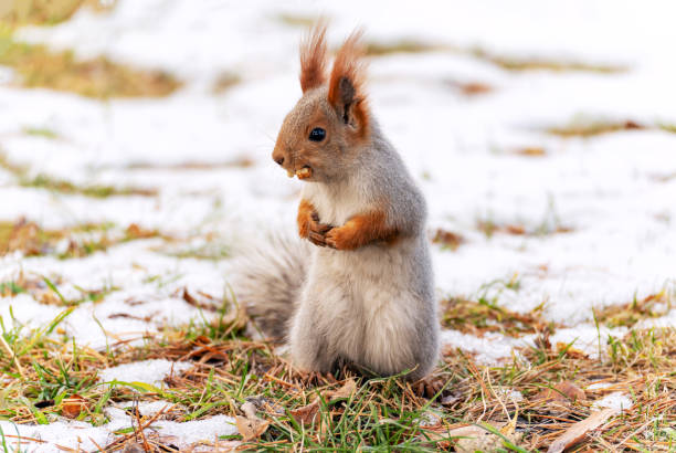 istock A squirrel with a nut in its mouth and paws on its chest looks to the left 2192043155