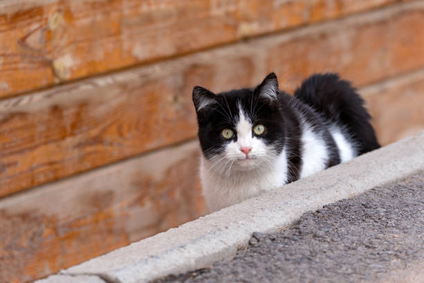 istock A black and white stray cat peeks out of a ditch 2192043213