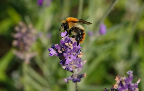 istock A common carder bee, bombus pascuorum, in a garden on a summer’s day. 2192043981