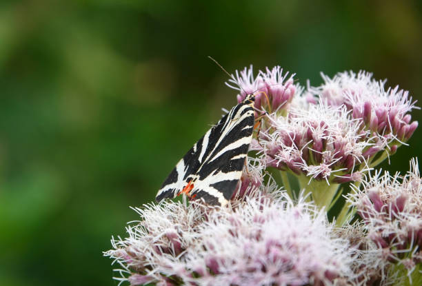 A Jersey tiger moth in the wild on a summer’s day.