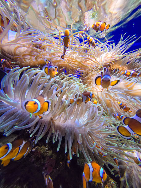 istock A tank full of clownfish 2192044214