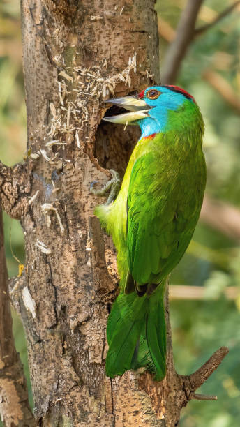 istock Blue-throated Barbet (Psilopogon asiaticus) 2192044270