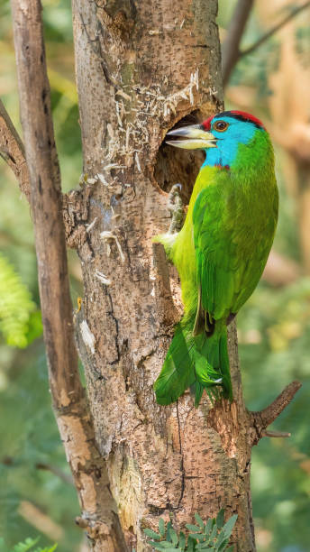 istock Blue-throated Barbet (Psilopogon asiaticus) 2192044290
