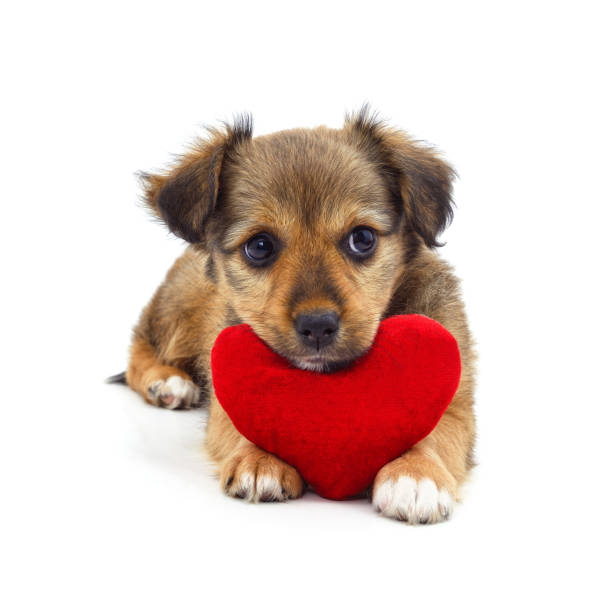 istock Puppy and heart. 2192045426
