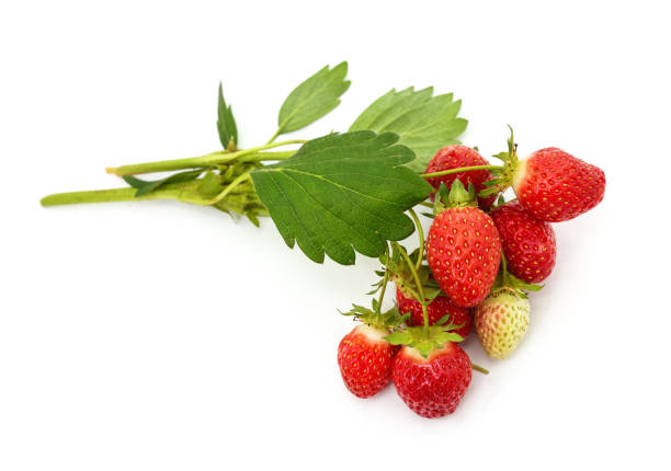 Ripe strawberry with leaves on a white background.