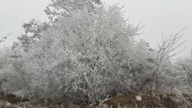istock Winter scenery, fog, chilly weather 2192046720