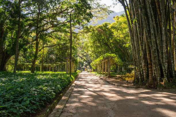 Rio de Janeiro, Brazil- August 3, 2024: Parkway in Rio de Janeiro Botanical Garden, Brazil at a sunny day