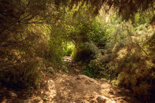 istock Wadi Arugot National Park is a desolate rocky landscape 2192047125