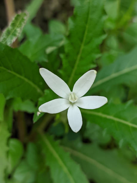 istock Delicate White Kitolod Flowers Amidst Lush Green Leaves 2192047183