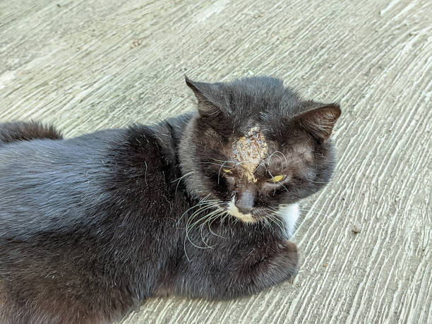 istock Cat with Unique Mark on his Forehead, a scar from an ulcer. 2192047189