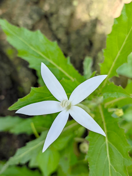 istock White kitolod flowers for herbal eye treatment. 2192047196