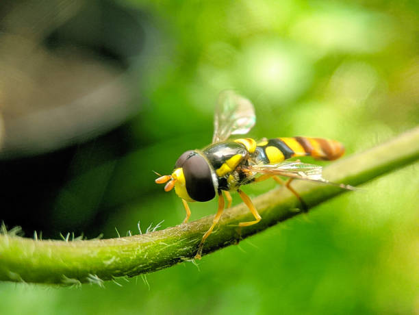 Close Up of a Hoverfly Sunbathing on a Plant Stem.