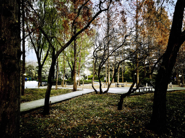 trees in the forest .