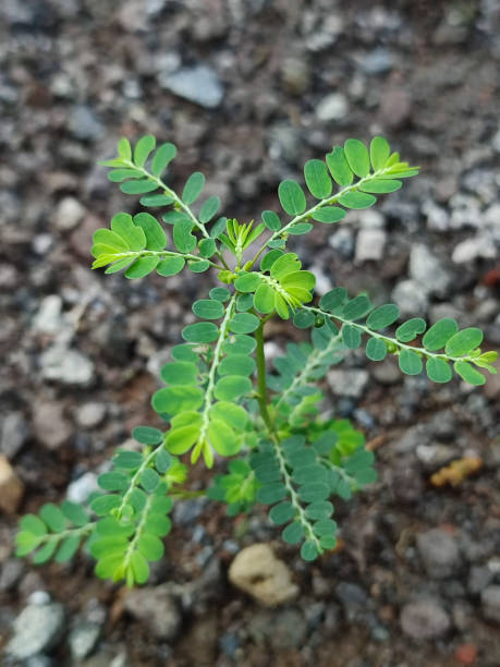 istock Young Green Leafy Plant on Gravel Surface. 2192047315