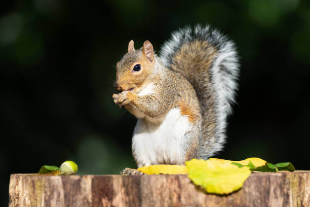 istock Grey squirrel eating acorn on a tree stump in autumn 2192047850