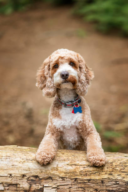 Brown Cockapoo dog at Virginia Water Lake in Berkshire
