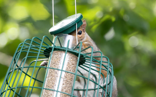 istock Grey squirrel eating sunflower seeds on a bird feeder 2192047888