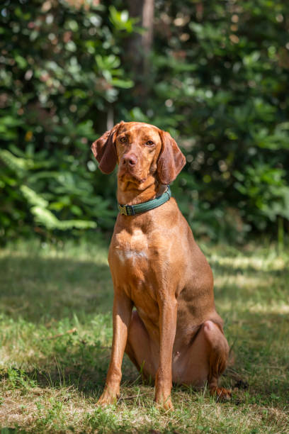 istock Sprizsla Vizsla in the Buttersteep Forest in Ascot 2192048641