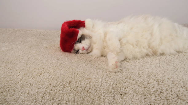 Tired white cat in red hat sleeping on white carpet.