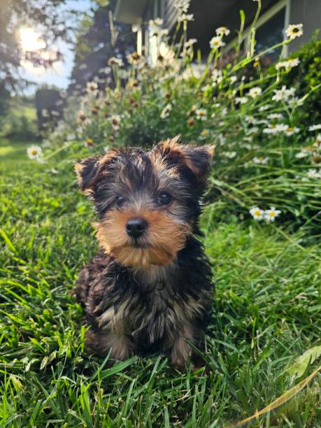 istock Yorkie puppy 2192050287