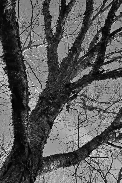 Low angle shot of Crown shyness trees pattern. Tropical Forest. Beautiful green tree.