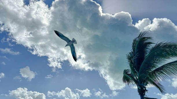 Beautiful sky over Bahamas with bird